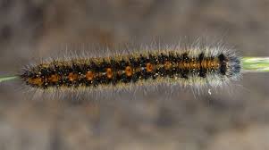 Attēlu rezultāti vaicājumam “Lasiocampa trifolii”