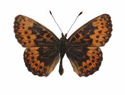 Attēlu rezultāti vaicājumam “Boloria titania”