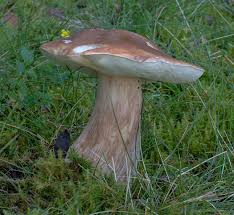 Attēlu rezultāti vaicājumam “Lactarius lygniotus”