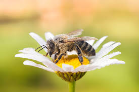 Attēlu rezultāti vaicājumam “Apis mellifera”