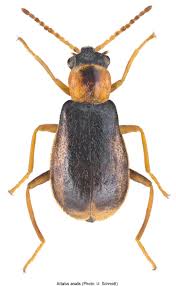 Attēlu rezultāti vaicājumam “Malachidae”