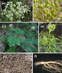 Attēlu rezultāti vaicājumam “Umbelliferae”