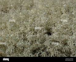 Attēlu rezultāti vaicājumam “Cladonia mitis”