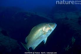 Image result for Lutjanus jocu