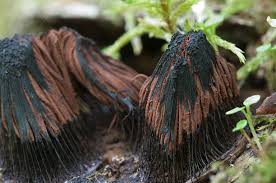 Attēlu rezultāti vaicājumam “Stemonitis axifera young”