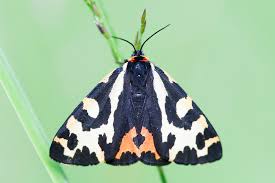 Attēlu rezultāti vaicājumam “Parasemia plantaginis”