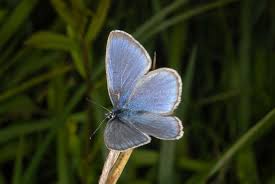 Attēlu rezultāti vaicājumam “Maculinea alcon”