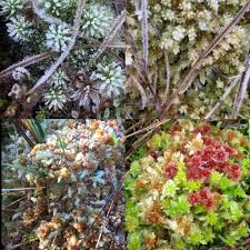 Attēlu rezultāti vaicājumam “Sphagnum papillosum”