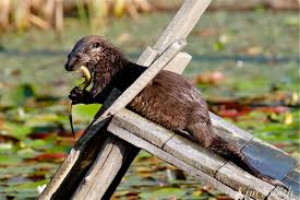 Image result for Eltham Otters