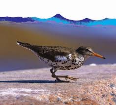 Attēlu rezultāti vaicājumam “Cladopodiella francisci macro”