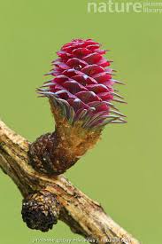 Attēlu rezultāti vaicājumam “Larix decidua flower”