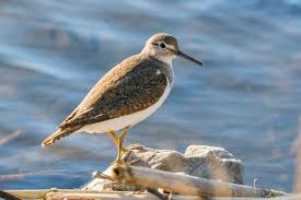 Attēlu rezultāti vaicājumam “Actitis hypoleucos”