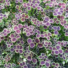 Attēlu rezultāti vaicājumam “Trifolium repens”