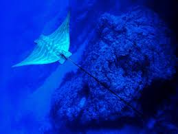 Image result for Aetomylaeus bovinus