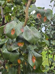 Attēlu rezultāti vaicājumam “Gymnosporangium sabinae”