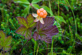 Attēlu rezultāti vaicājumam “Rubus chamaemorus flower”