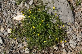Attēlu rezultāti vaicājumam “Potentilla erecta”