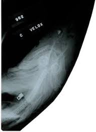 Image result for Nasolamia velox