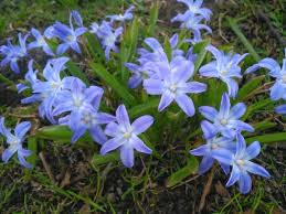 Attēlu rezultāti vaicājumam “Scilla luciliae”