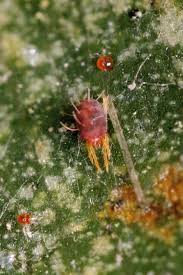 Attēlu rezultāti vaicājumam “Panonychus”