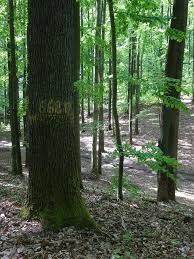 Attēlu rezultāti vaicājumam “Lycogala persicum sessile”