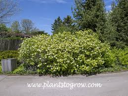 Attēlu rezultāti vaicājumam “Viburnum lantana”
