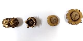 Attēlu rezultāti vaicājumam “Geastrum”