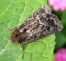 Attēlu rezultāti vaicājumam “Thalpophila matura”