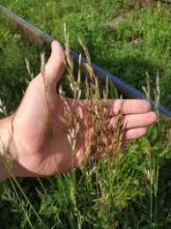 Attēlu rezultāti vaicājumam “Helictotrichon pubescens”