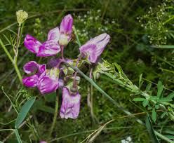 Attēlu rezultāti vaicājumam “Lathyrus latifolius leaf”