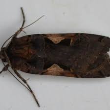 Attēlu rezultāti vaicājumam “Xestia c-nigrum”