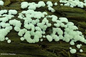 Attēlu rezultāti vaicājumam “Lignydium muscorum spores”