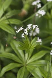 Attēlu rezultāti vaicājumam “Galium odoratum bud”
