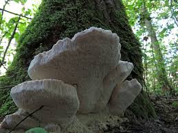 Attēlu rezultāti vaicājumam “Aurantiporus fissilis”