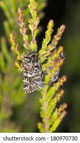 Attēlu rezultāti vaicājumam “Anarta myrtilli”