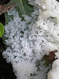 Attēlu rezultāti vaicājumam “Stemonitis flavogenita stalked”