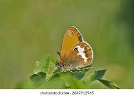 Attēlu rezultāti vaicājumam “Coenonympha arcania underside”