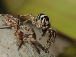 Attēlu rezultāti vaicājumam “Colymbetes paykulli”