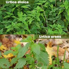 Attēlu rezultāti vaicājumam “Urtica urens leaf”