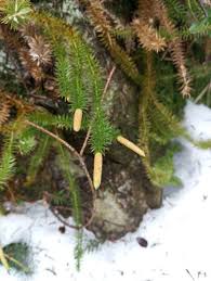 Attēlu rezultāti vaicājumam “Lycopodium annotinum”