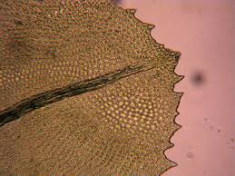 Attēlu rezultāti vaicājumam “Aulacomnium”