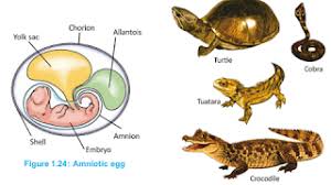 Attēlu rezultāti vaicājumam “Reptilia”