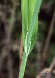 Attēlu rezultāti vaicājumam “Allium scorodoprasum leaf”