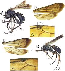 Attēlu rezultāti vaicājumam “Pompilidae”