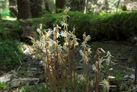 Attēlu rezultāti vaicājumam “Epipogium aphyllum”