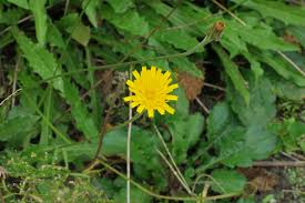 Attēlu rezultāti vaicājumam “Leontodon hispidus leaf”