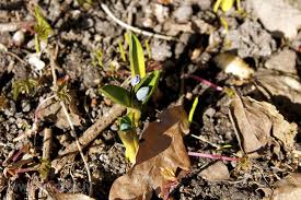 Attēlu rezultāti vaicājumam “Scilla siberica bud”