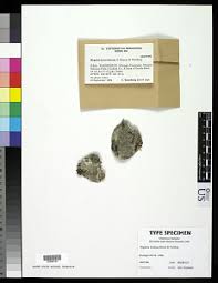 Attēlu rezultāti vaicājumam “Megalaria grossa”