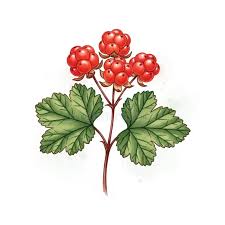 Attēlu rezultāti vaicājumam “Rubus arcticus”