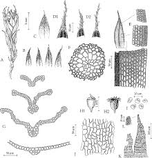 Attēlu rezultāti vaicājumam “Schistidium apocarpum”